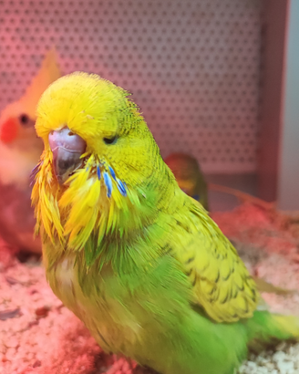 Cocorita inglese allevata a mano domestica
