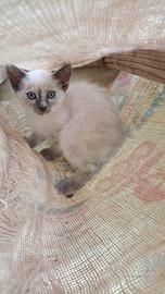 Gattina siamese