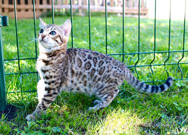 Cuccioli gatto bengala