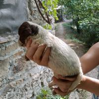 Cuccioli Lagotto Romagnolo