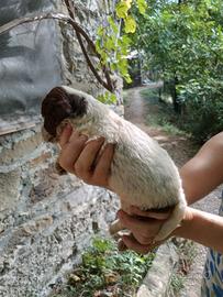 Cuccioli Lagotto Romagnolo