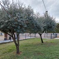 alberi di ulivo