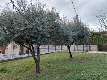 alberi di ulivo