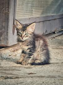 Gattini in adozione