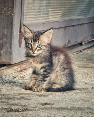 Gattini in adozione