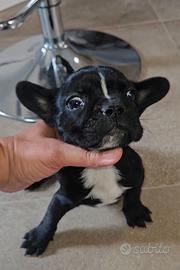 Bulldog Francese f