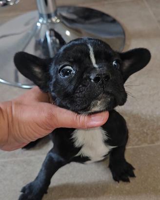 Bulldog Francese f