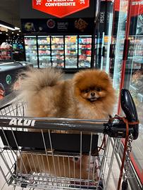 Volpino Pomerania ACCOPPIAMENTO Rosso spitz Toy