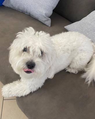 Cucciolo maltese