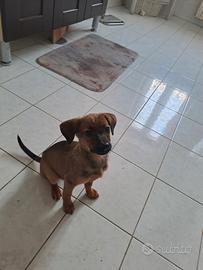 Cuccioli incrocio bassotto