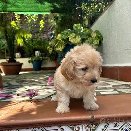 maltipoo cuccioli