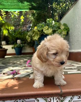 maltipoo cuccioli