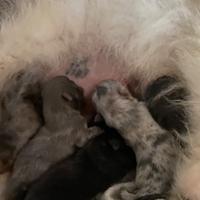 Spitz Pomerania nano