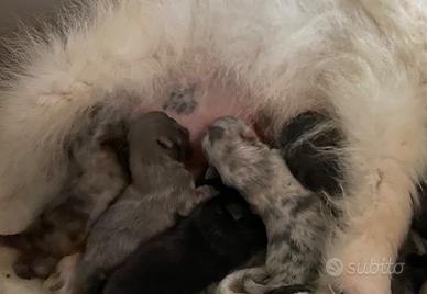 Spitz Pomerania nano