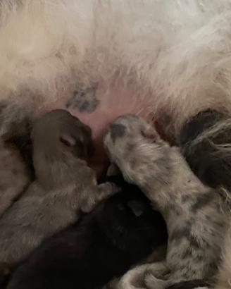 Spitz Pomerania nano