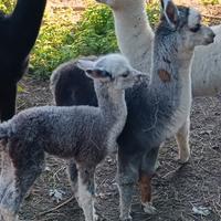 Alpaca