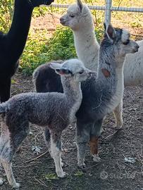 Alpaca
