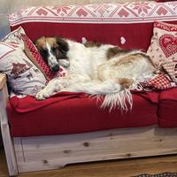 Borzoi maschio per monta