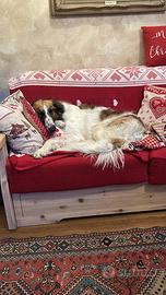 Borzoi maschio per monta