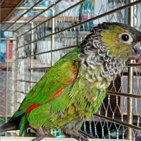 Pyrrhura rupicola