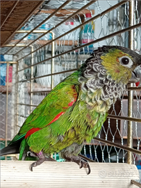 Pyrrhura rupicola