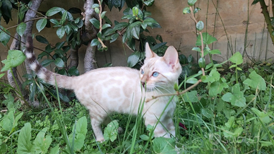 Gattina Bengala Lynx con Pedigree