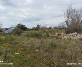 Terreno agricolo uliveto + altri alberi