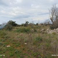 Terreno agricolo uliveto + altri alberi