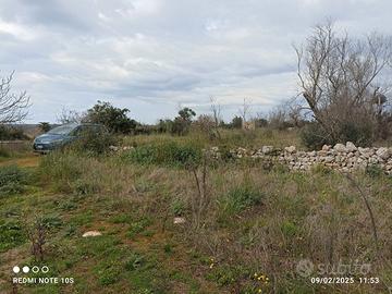 Terreno agricolo uliveto + altri alberi