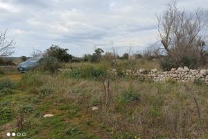 Terreno agricolo uliveto + altri alberi