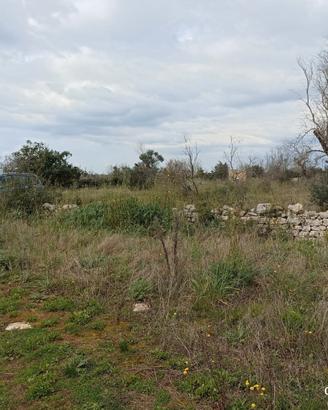 Terreno agricolo uliveto + altri alberi