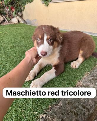 Pastori australiani cuccioli