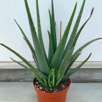 Piante aloe