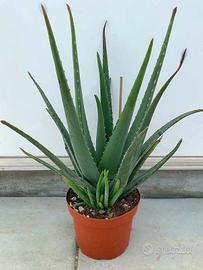 Piante aloe
