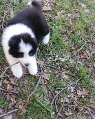 Cucciola di border collie
