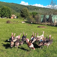 Tacchino Leggero da Cova