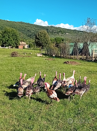 Tacchino Leggero da Cova