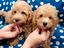 Immagine 9