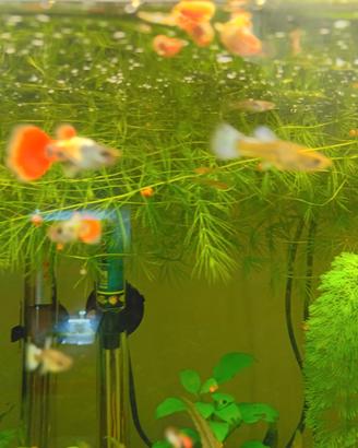 10 guppy / endler 10 euro
