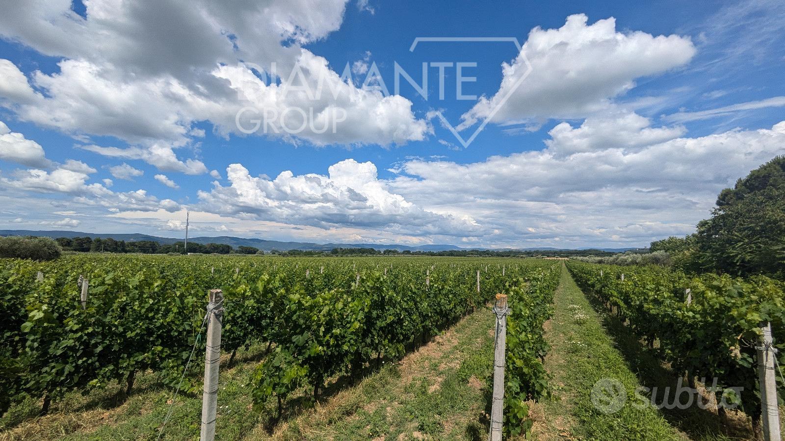 Vigneto in produzione di 9 ettari circa - Vista 5