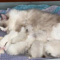 Cuccioli di gatto Ragdoll