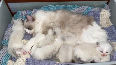 Cuccioli di gatto Ragdoll