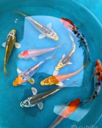 Carpe koi 7-15 cm
