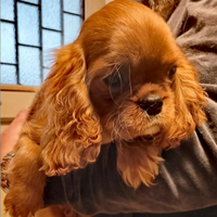 Cucciolo Cavalier King ruby con pedigree ENCI