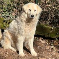 Linda mix pastore abruzzese