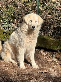 Linda mix pastore abruzzese