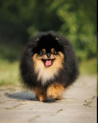 Spitz ACCOPPIAMENTO pomerania BLACK & TAN