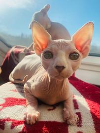 Canadian Sphynx femmina