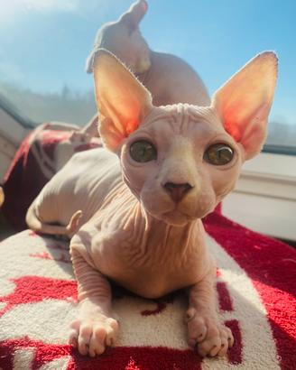 Canadian Sphynx femmina