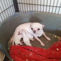 Vanda Chihuahua adulta pedigree Enci